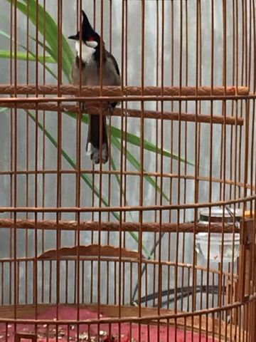 Q9 chim lồng giá thanh lí