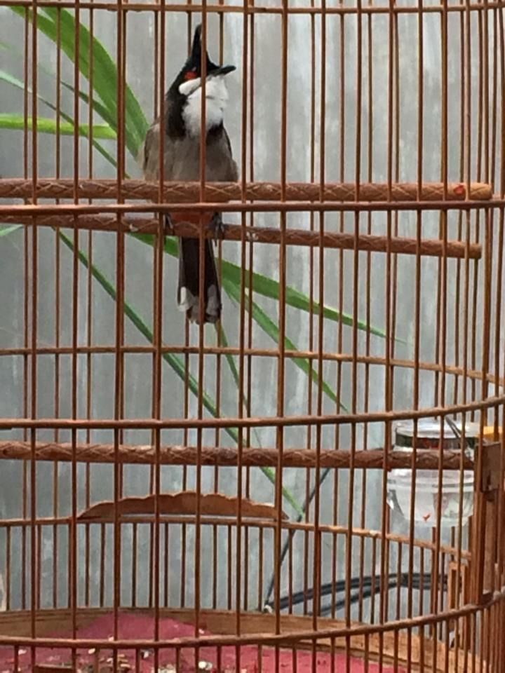 Q9 chim lồng giá thanh lí - 2