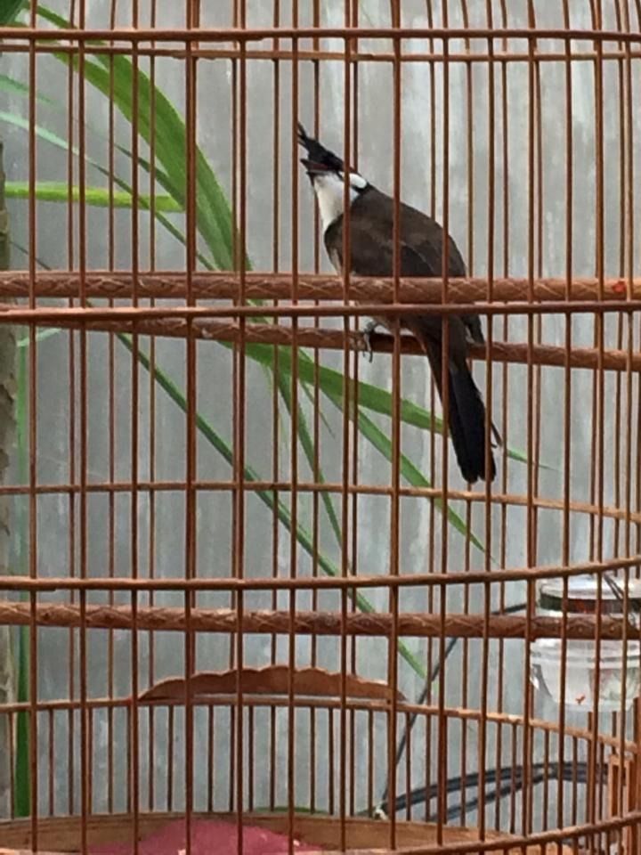Q9 chim lồng giá thanh lí - 1