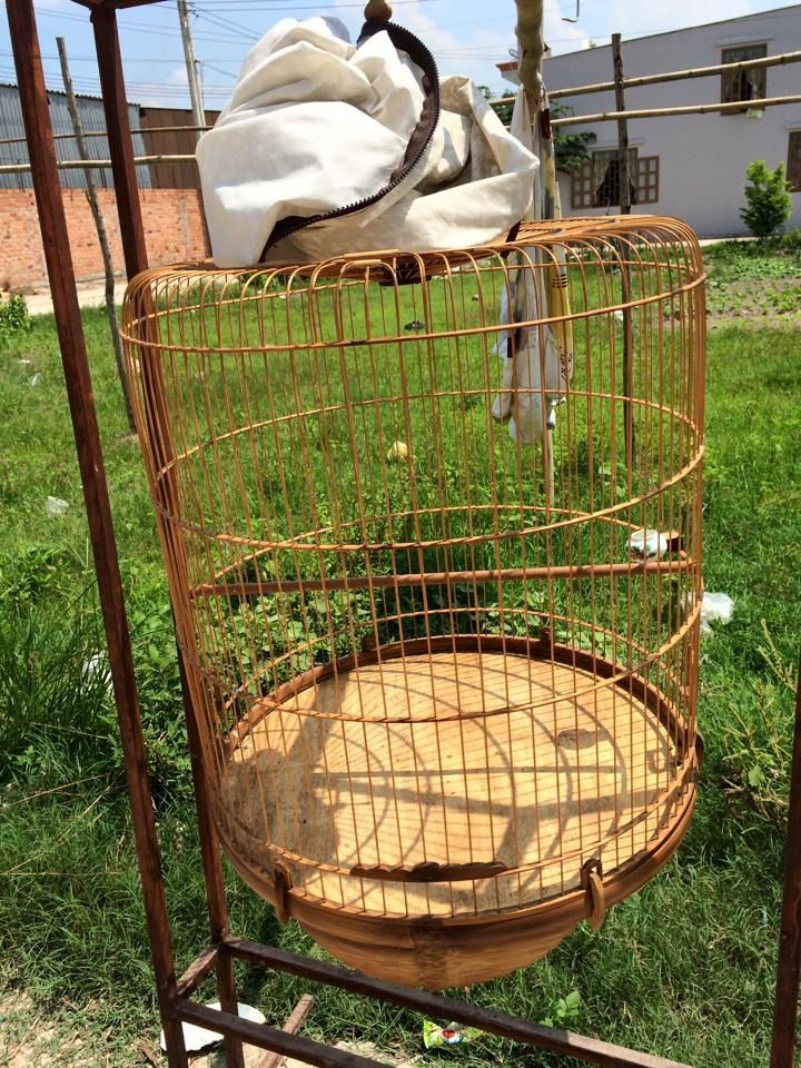 Q9 chim lồng giá thanh lí - 5