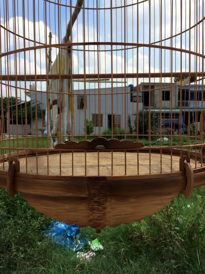 Q9 chim lồng giá thanh lí - 6