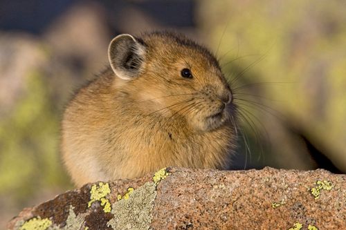 http://i951.photobucket.com/albums/ad352/RamenFrog/pg-American_Pika_zps04ef7e80.jpg