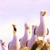 photo findingnemo7_zps23880121.gif