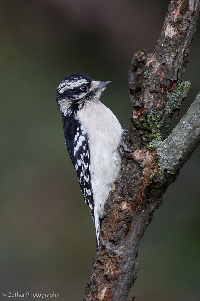 IMAGE: http://i951.photobucket.com/albums/ad356/Zethar_photos/1DX_0807_zps1b709033.jpg