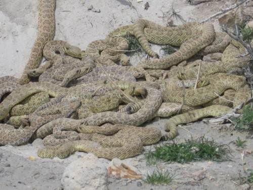 Snake Pit 15 Cara Hukuman Mati Paling Mengerikan