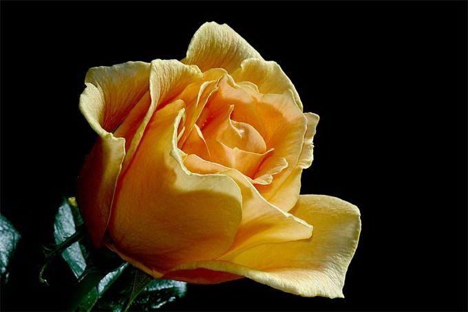 yellow roses Pictures, Images and Photos