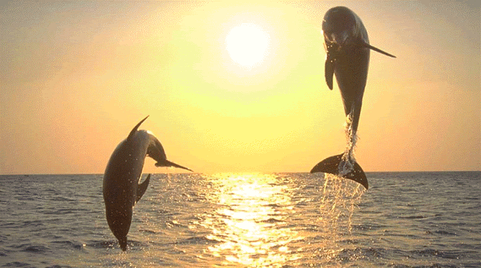 Dolphin Flip photo dolphin.gif