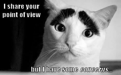 Concern cat photo: Concern Cat ConcernCat.jpg