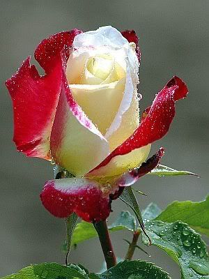 white and red rose bud Pictures, Images and Photos