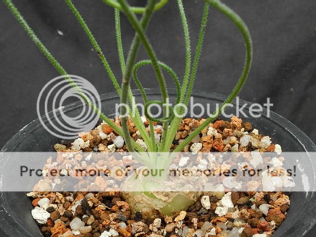 Albuca Spiralis / Astrophytum / Ariocarpus / Haworthia  