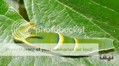10     alien-look-insects-outer-space-1.jpg